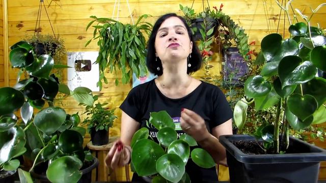 Peperomia 'Raindrop'