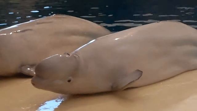 белые киты 2 смотреть онлайн
