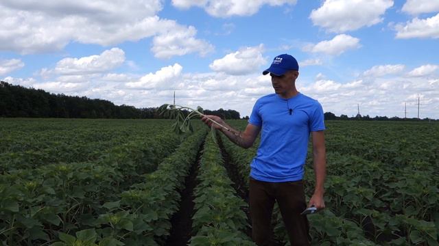 Поле-онлайн. Соняшник - Кіровоградська обл. 02.07.2018 смотреть онлайн