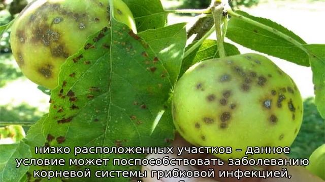 Яблоня Солнцедар смотреть онлайн