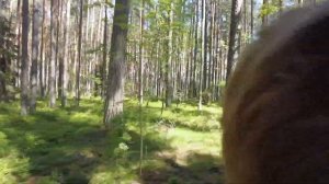 Отдых на финском заливе в 2022 г. в будний день