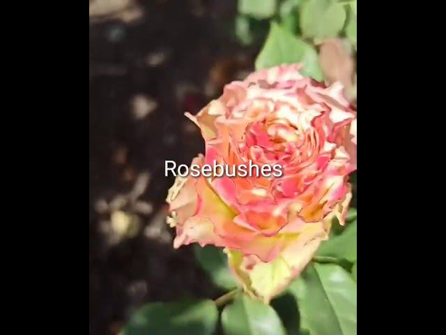 Кантри Спирит Луис. Country Spirit Louise. (ананасная) @rose_bushes161 смотреть онлайн