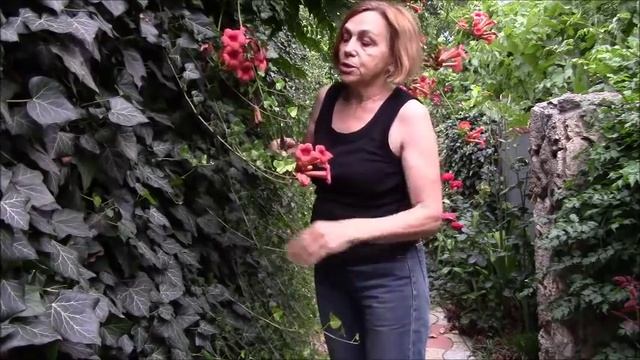 Плющ обыкновенный, правильный уход. смотреть онлайн