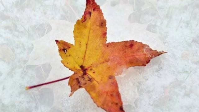 Алексей Мандельштам - Жёлтый лист (Белая птица)