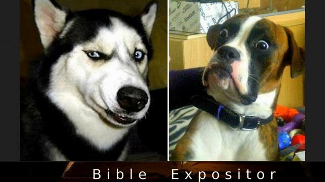 Books of the Bible: Ruth смотреть онлайн