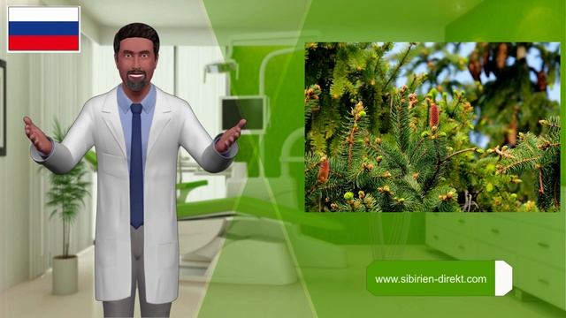 Пихта сибирская