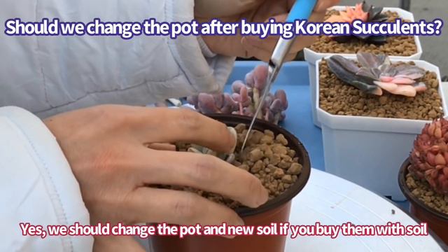 #365 UNBOXING KOREAN SUCCULENTS | KHUI THÙNG SEN HÀN | CÁCH CHĂM SÓC SEN HÀN смотреть онлайн