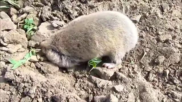 Spalax microphthalmus. Greater mole-rat - Cлепыш. Русская Лозовая, Харьковская обл., Украина. смотреть онлайн