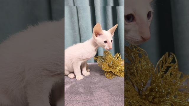 #котики Новогоднее чудо??❄ #Ориентальные котята? #love смотреть онлайн