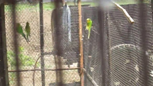 Волнистые попугаи Вольер 1, апрель 2014 смотреть онлайн