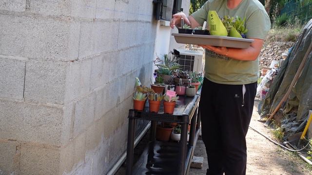 🌵Je réorganise mes #plantesucculente ! C'était vraiment le Bordel | GARDEN VLOG #12 смотреть онлайн