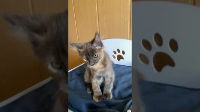 Нонна, девочка мейн кун смотреть онлайн