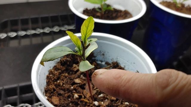 Growing Apple Trees From Seeds |Store Bought Apples| смотреть онлайн