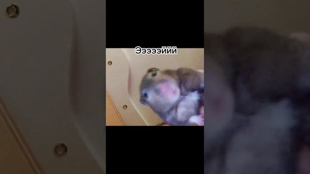 Лишний мальчик не приехал не пришёл 😂#приколы смотреть онлайн