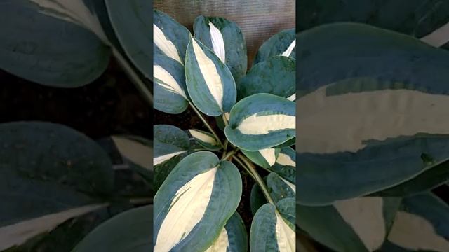 Хоста Пин Ап смотреть онлайн