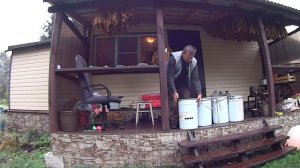 Снимаем табак с сушки.