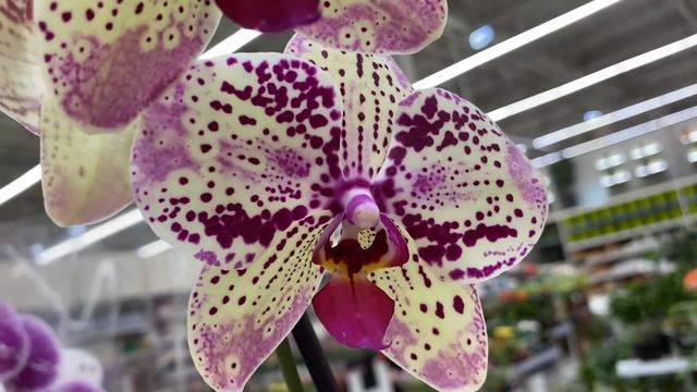 Орхидеи в Леруа Мерлен 3 мая 2021 г. Свежий завоз по 555 руб и грустные остатки ... смотреть онлайн