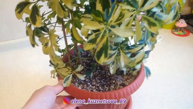??? ШИФФЛЕРА ПЕСТРОЛИСТНАЯ. УХОД И ВЫРАЩИВАНИЕ ДОМА ??? смотреть онлайн