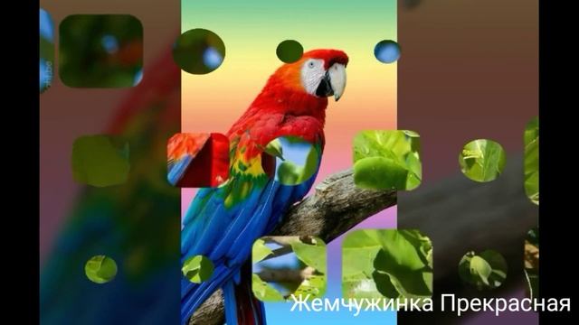 Красный ара. ?? смотреть онлайн