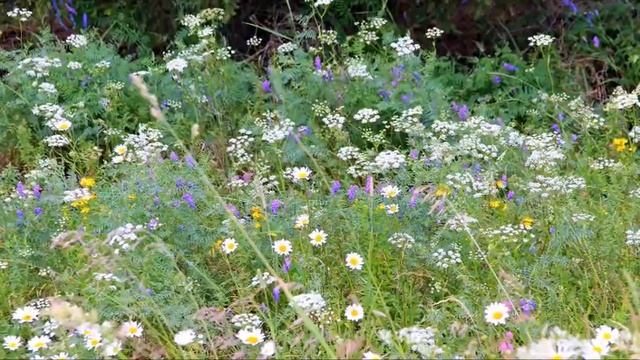 По хрустальной траве Музыка, исполн-е Н. Курочкин Стихи, фото и монтаж А. Опарина смотреть онлайн