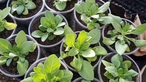 Желтеют листья у петунии. Самые простые причины.