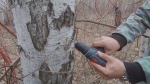 Лайфхак, как собрать берёзовый сок, самый лучший и простой способ.