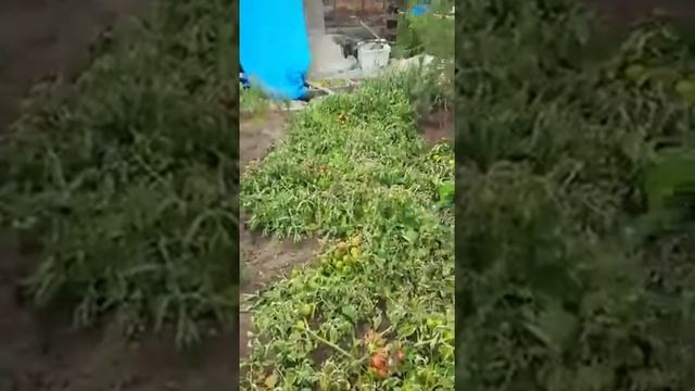 Якутские помидоры. Сорт "Хайахсыт" смотреть онлайн