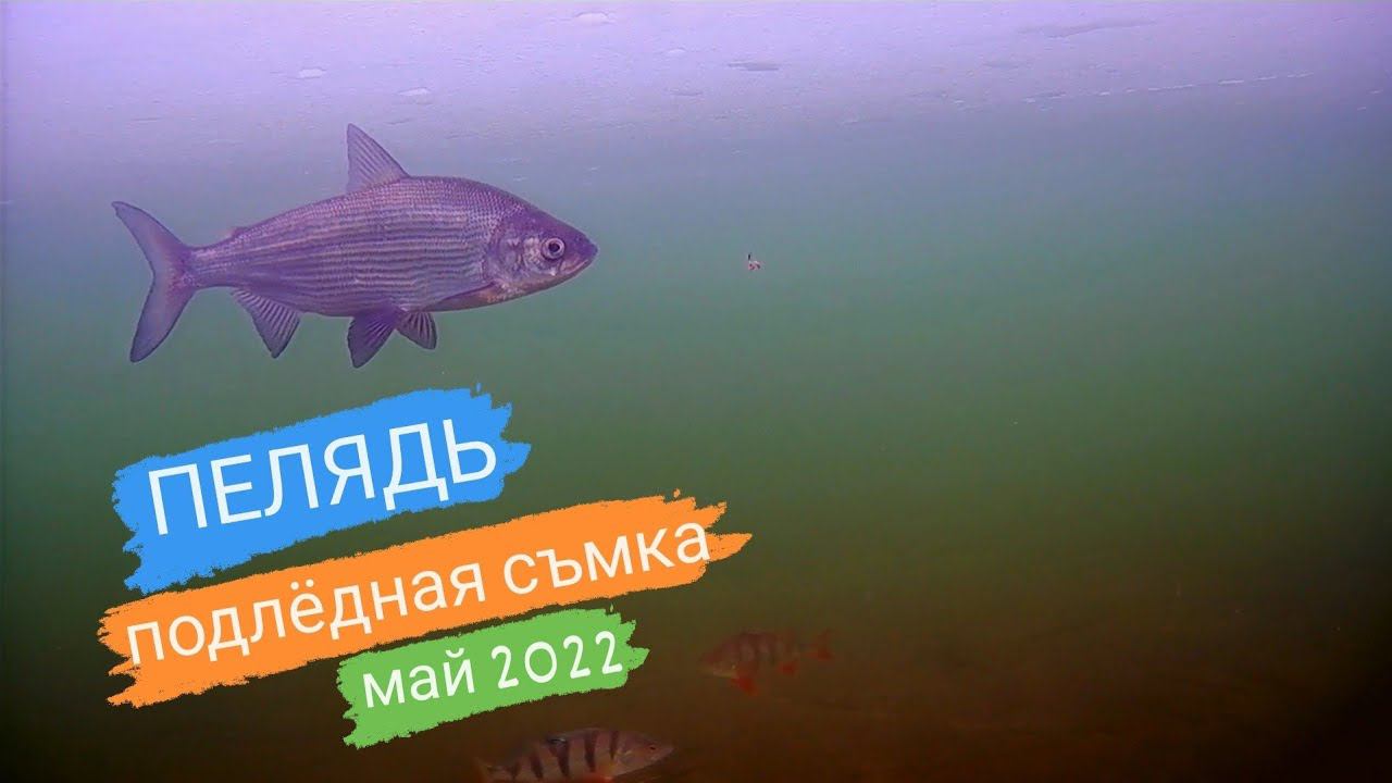 ПЕЛЯДЬ ЭКСКЛЮЗИВНАЯ подлёдная съмка. Реакция окуня и щуки на приманку смотреть онлайн