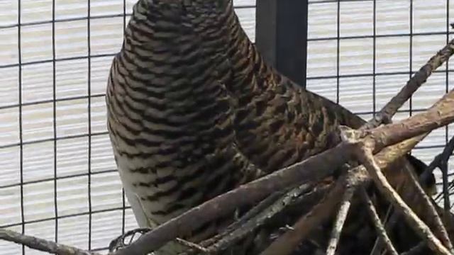 Курица золотого фазана смотреть онлайн