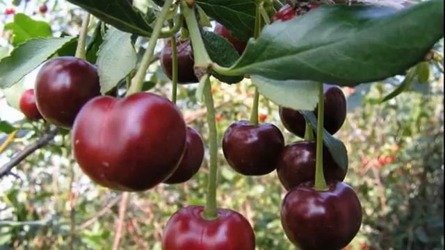 Вишня Ашинская Степная - общее описание сорта смотреть онлайн