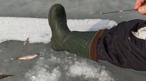 Где искать плотву в глухозимье? Плотва в феврале на отмели