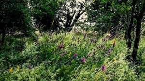 Сильнейший Гипноз Матрица ☀️ Регенерация и Восстановление Всех Органов