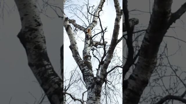 Гость из леса смотреть онлайн