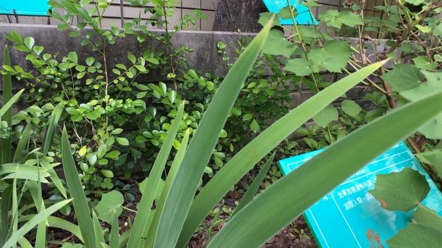 射干(扁竹)外觀 Belamcanda chinensis смотреть онлайн