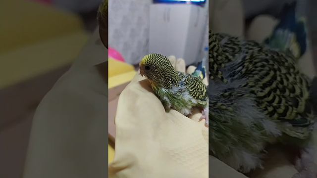 Вылупились птенцы волнистых попугаев 😍🥰 смотреть онлайн