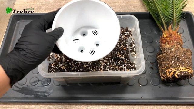 УХОД И ПЕРЕСАДКА ЦИКАСА смотреть онлайн