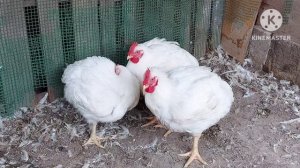 Бомбический вес тушки бройлера, в 65 дней- больше 5 кг. Как всегда, бью все рекорды.