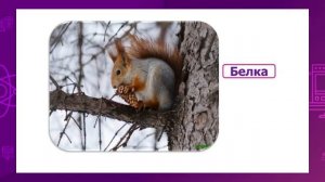 Естествознание. 1 класс. Как влияют времена года на животных /30.10.2020/