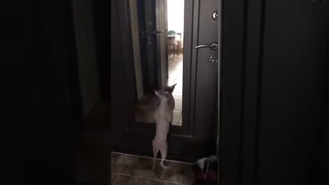 Кошка танцует под музыку между нами тает лёд🐱 смотреть онлайн