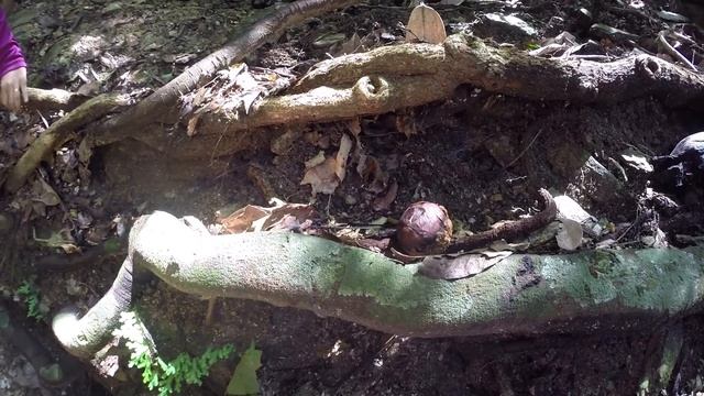 Temenggor Kayak Expedition 2020 with RNR Adventures смотреть онлайн