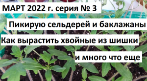 Пикируем сельдерей и баклажаны. Хвойные из шишки)