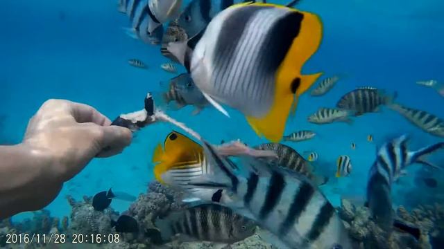 Мороженная селёдка пользуется большим успехом у коралловых рыб Бора Боры. смотреть онлайн