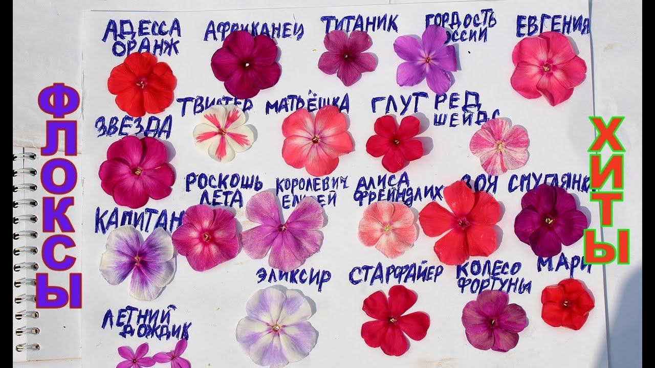 Флоксы хиты смотреть онлайн