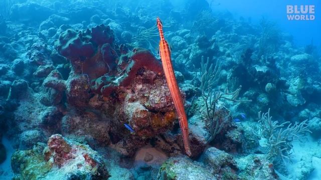 The Search for Jojo the Friendly Wild Dolphin! (Family Dive Adventure!) смотреть онлайн