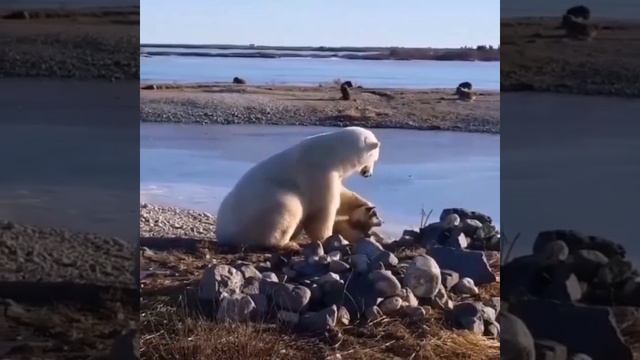 Хищник медведь белый смотреть онлайн