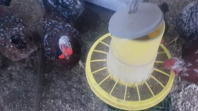 Куры ливенские ситцевые 3-4 года ! Зимуют в теплице! Отлично несутся!11.01.23 смотреть онлайн