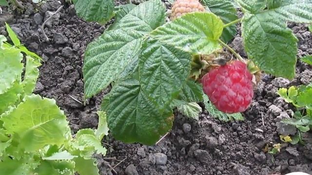 Малина Полка - первый урожай смотреть онлайн