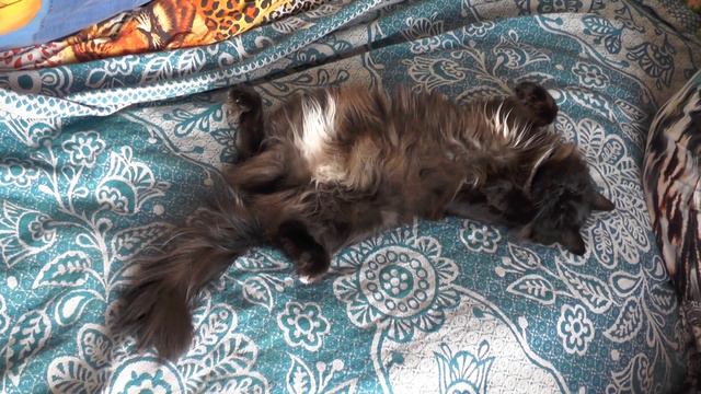 Кошка прикидывается. (Типа сплю). HD смотреть онлайн