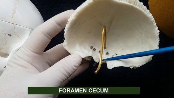 ЛОБНАЯ КОСТЬ - Os frontale