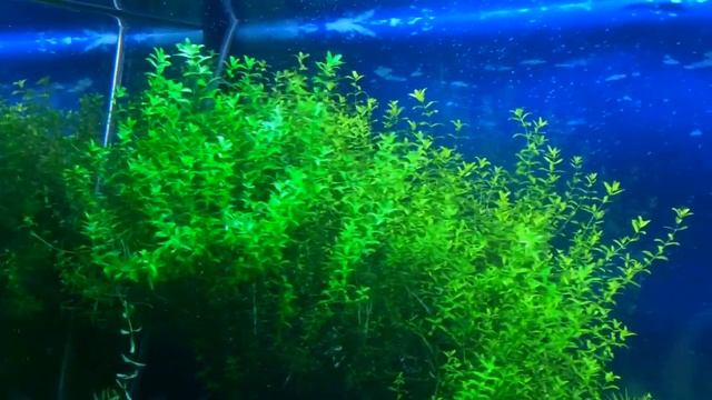 Micranthemum Micranthemoides в акваскейпинге смотреть онлайн
